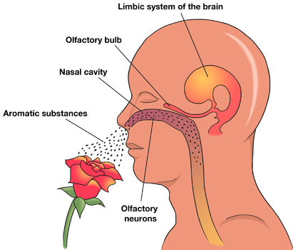 olfactory nose