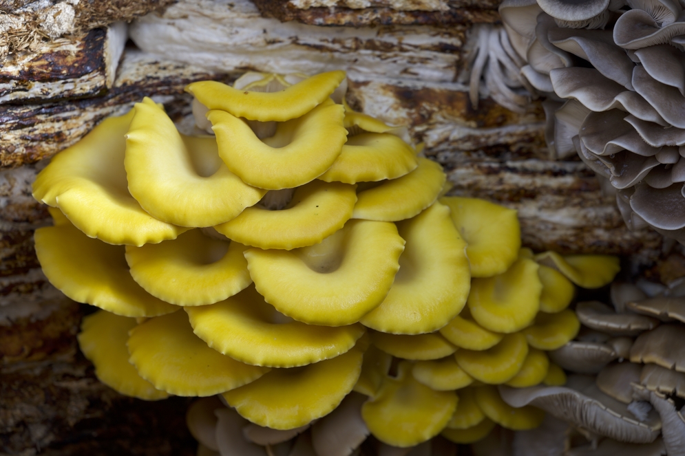 Yellow Oyster Mushroom Mediamatic