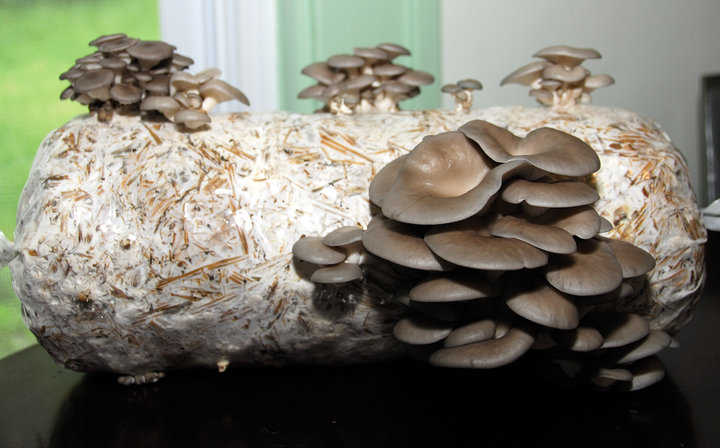 Mycelium Oyster mushroom - Økotopen