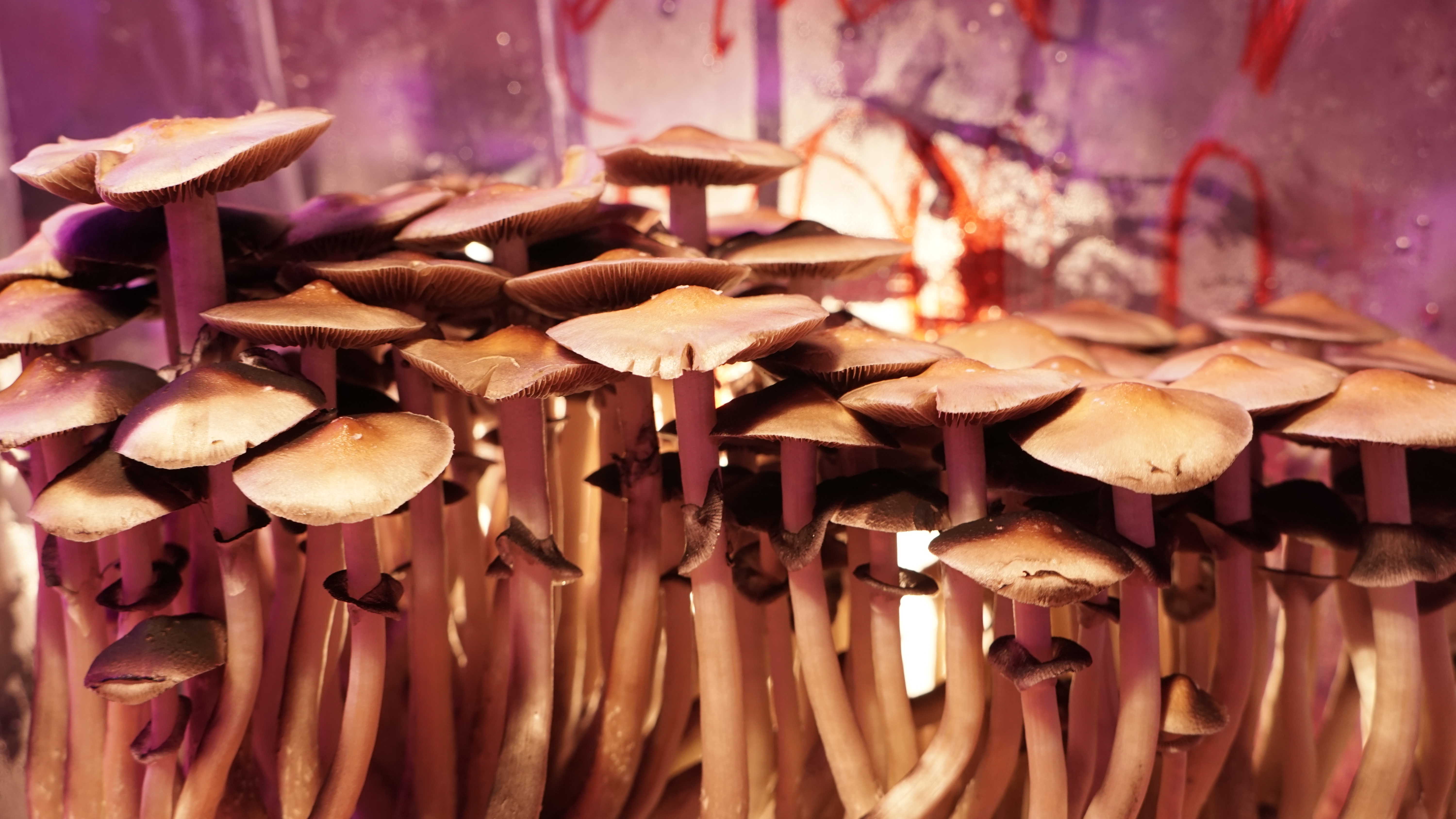 Psilocybe Cubensis - Mediamatic