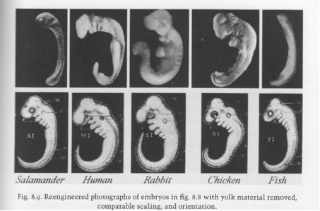 Embryo 2025 chart hoax