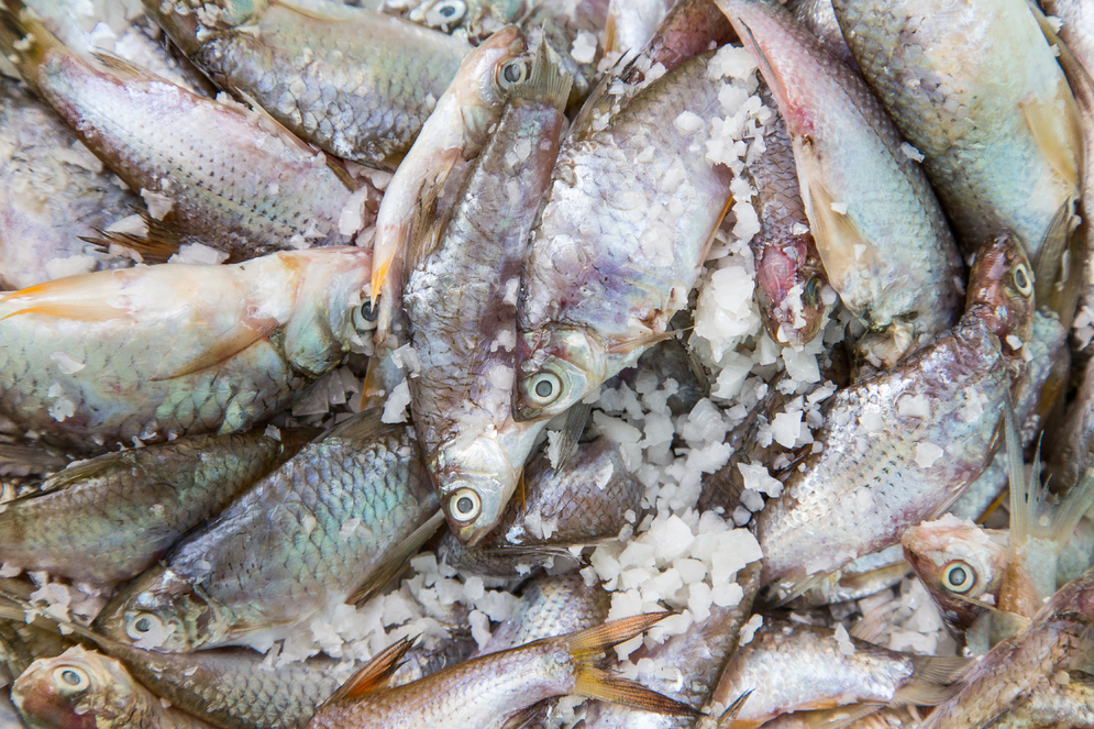 fish-ready-to-be-fermented-mediamatic