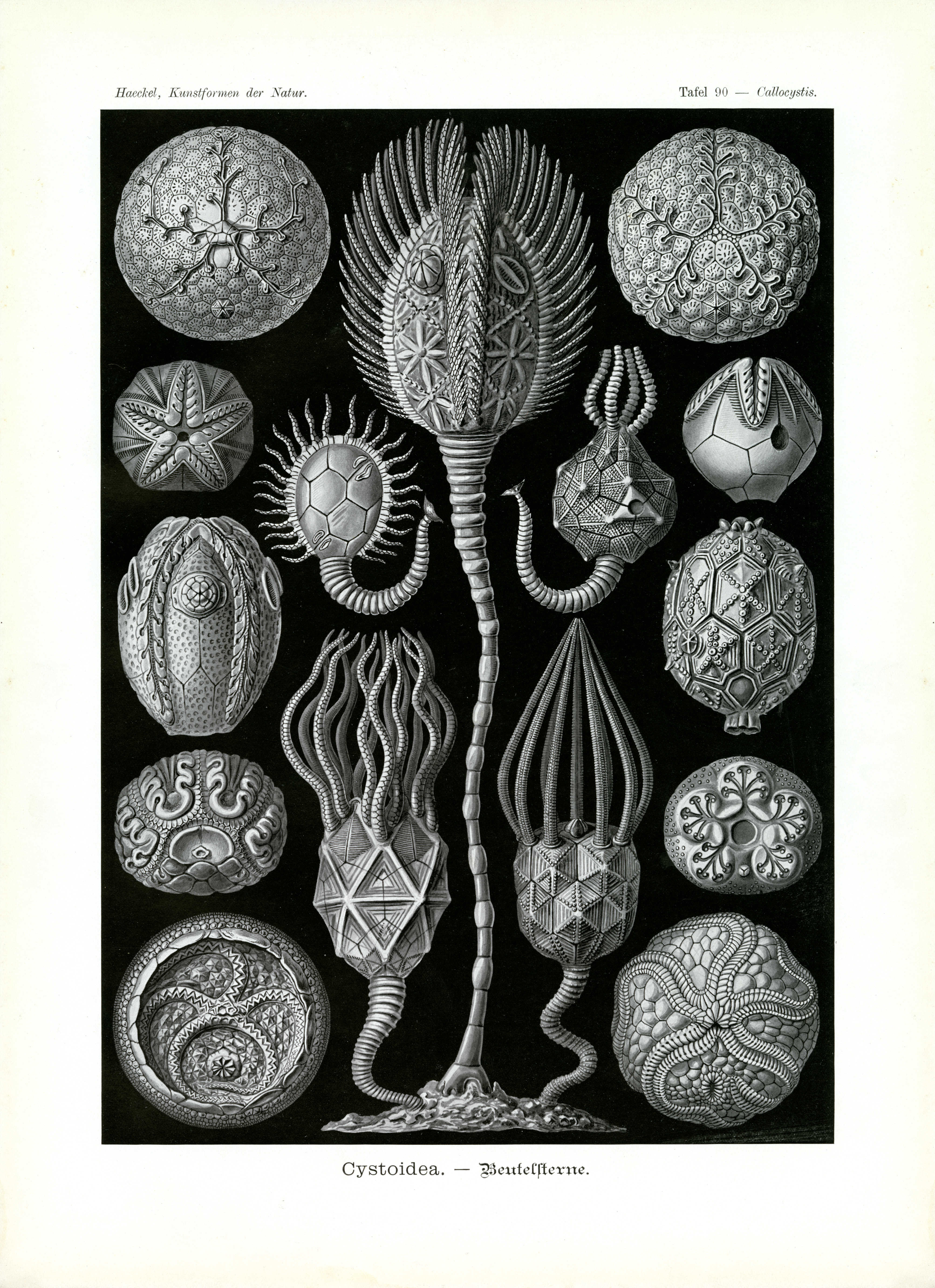 Эрнст Геккель иллюстрации растений