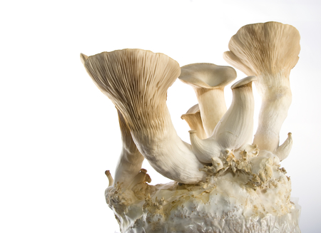 Pleurotus eryngii - Mediamatic