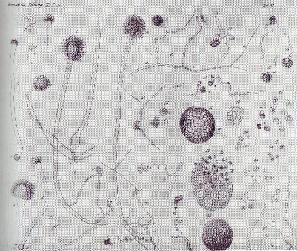 Apergillus drawing by Anton de Bary - Mediamatic