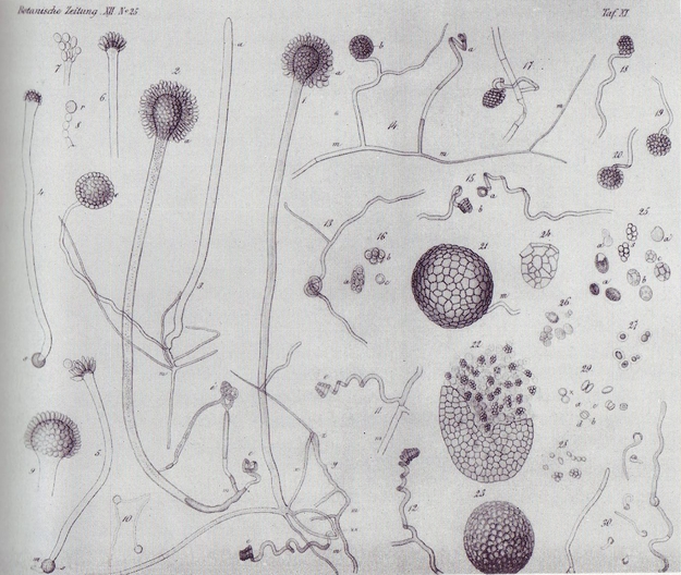 Aspergillus Oryzae - Mediamatic