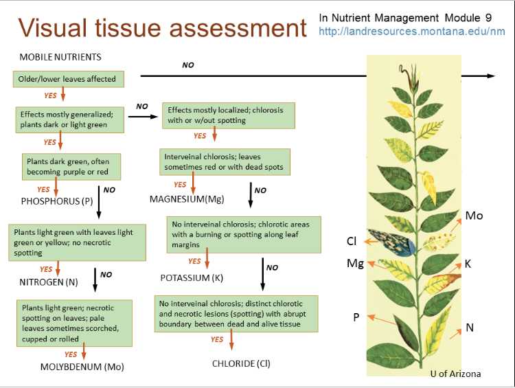 Nutrients Deficiencies In Plants - Mediamatic