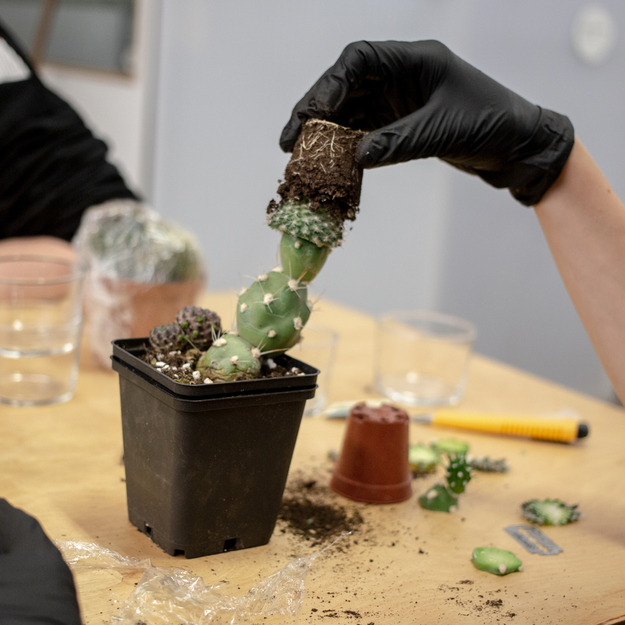 Introduction To Grafting Cacti Mediamatic 