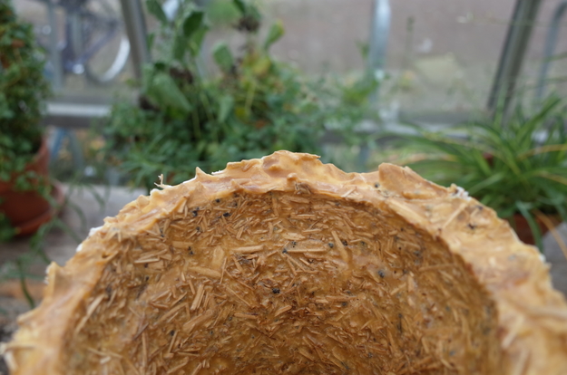 Designing mycelium pots Mediamatic